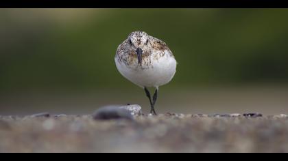 Ak kumkuşu » Sanderling » Calidris alba