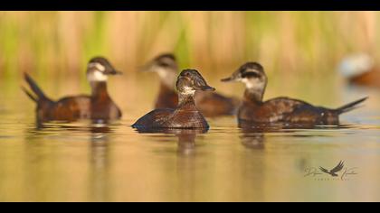 Dikkuyruk » White-headed Duck » Oxyura leucocephala