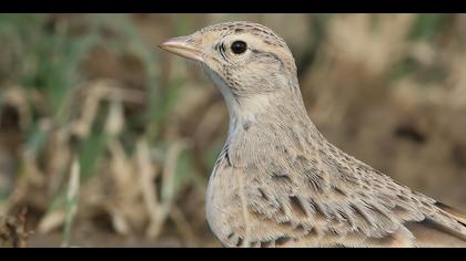 Bozkır toygarı » Greater Short-toed Lark » Calandrella brachydactyla