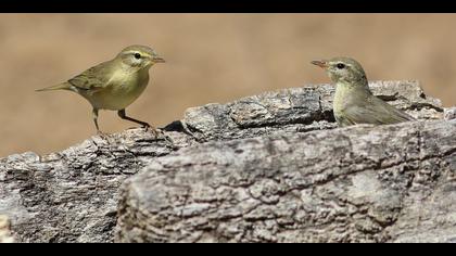 Söğütbülbülü » Willow Warbler » Phylloscopus trochilus