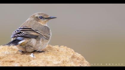 Kuyrukkakan » Northern Wheatear » Oenanthe oenanthe