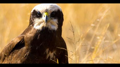 Saz delicesi » Western Marsh Harrier » Circus aeruginosus