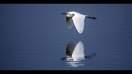 Küçük ak balıkçıl » Little Egret » Egretta garzetta