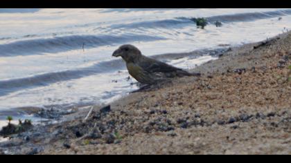 Çaprazgaga » Red Crossbill » Loxia curvirostra