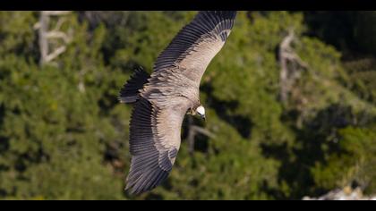 Kızıl akbaba » Griffon Vulture » Gyps fulvus