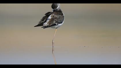 Uzunbacak » Black-winged Stilt » Himantopus himantopus