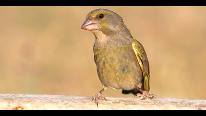 Florya » European Greenfinch » Chloris chloris