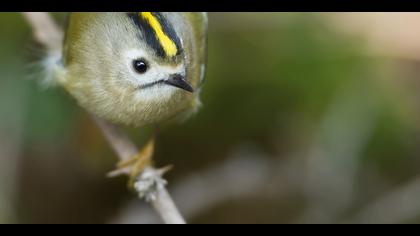 Çalıkuşu » Goldcrest » Regulus regulus 