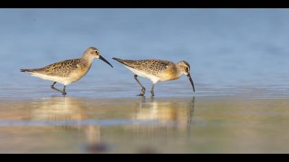 Kızıl kumkuşu » Curlew Sandpiper » Calidris ferruginea