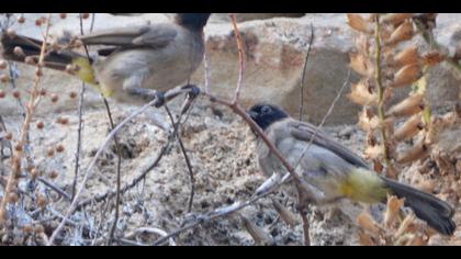 Arapbülbülü » White-spectacled Bulbul » Pycnonotus xanthopygos