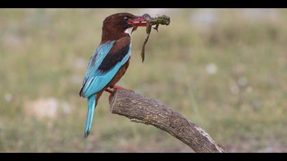 İzmir yalıçapkını » White-throated Kingfisher » Halcyon smyrnensis