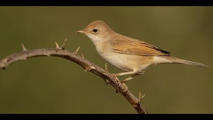 Akgerdanlı ötleğen » Common Whitethroat » Sylvia communis