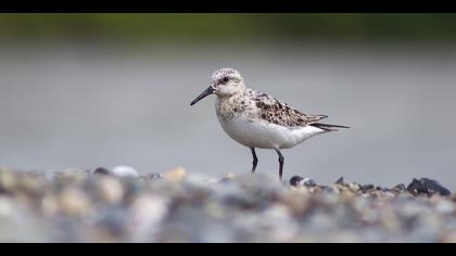 Ak kumkuşu » Sanderling » Calidris alba