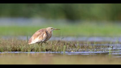 Alaca balıkçıl » Squacco Heron » Ardeola ralloides