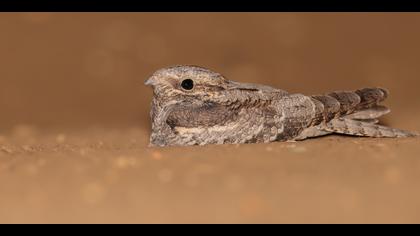 Çobanaldatan » European Nightjar » Caprimulgus europaeus