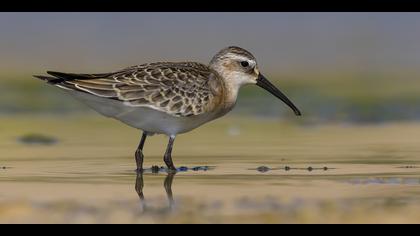 Kızıl kumkuşu » Curlew Sandpiper » Calidris ferruginea