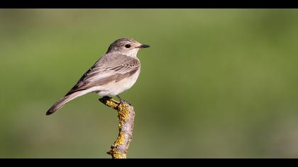 Benekli sinekkapan » Spotted Flycatcher » Muscicapa striata