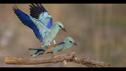 Gökkuzgun » European Roller » Coracias garrulus