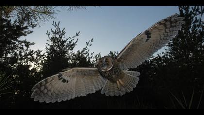 Kulaklı orman baykuşu » Long-eared Owl » Asio otus