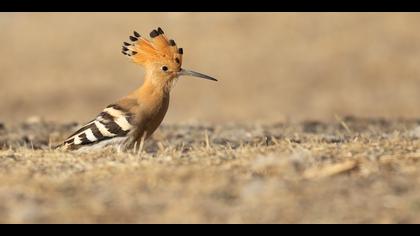 İbibik » Eurasian Hoopoe » Upupa epops