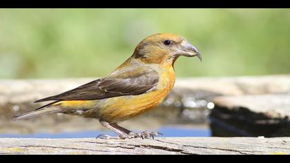 Çaprazgaga » Red Crossbill » Loxia curvirostra