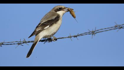 Karaalınlı örümcekkuşu » Lesser Grey Shrike » Lanius minor