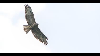 Şahin » Common Buzzard » Buteo buteo