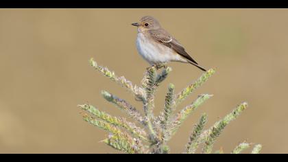 Benekli sinekkapan » Spotted Flycatcher » Muscicapa striata