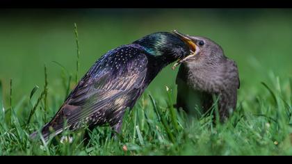 Sığırcık » Common Starling » Sturnus vulgaris