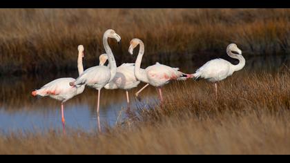 Flamingo