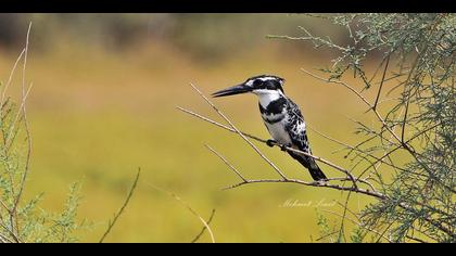 Alaca yalıçapkını » Pied Kingfisher » Ceryle rudis