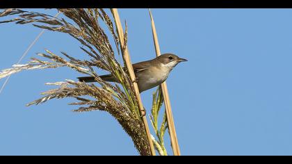 Akgerdanlı ötleğen » Common Whitethroat » Sylvia communis