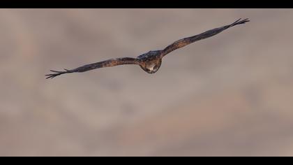 Kara çaylak » Black Kite » Milvus migrans