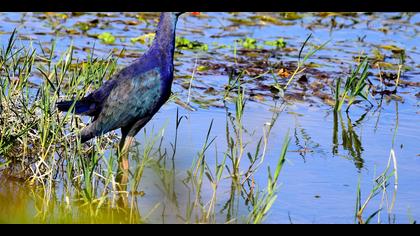 Sazhorozu » Purple Swamphen » Porphyrio porphyrio