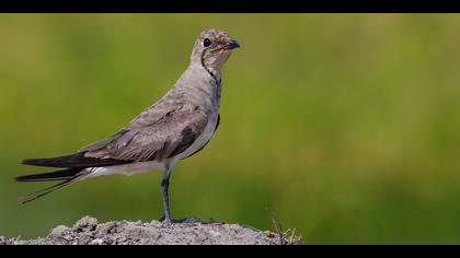 Bataklıkkırlangıcı » Collared Pratincole » Glareola pratincola