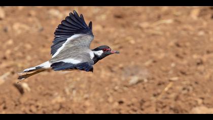 Büyük kızkuşu » Red-wattled Lapwing » Vanellus indicus