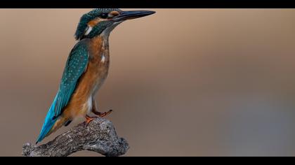 Yalıçapkını » Common Kingfisher » Alcedo atthis