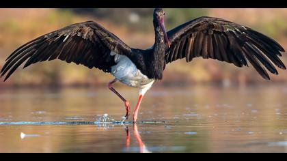 Kara leylek » Black Stork » Ciconia nigra