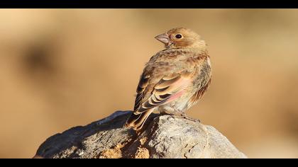 Alamecek » Eurasian Crimson-winged Finch » Rhodopechys sanguineus