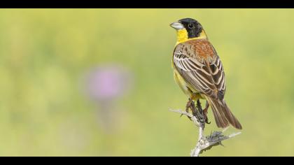 Karabaşlı kirazkuşu » Black-headed Bunting » Emberiza melanocephala