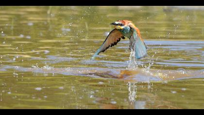 Arıkuşu » European Bee-eater » Merops apiaster