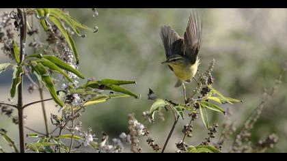 Söğütbülbülü » Willow Warbler » Phylloscopus trochilus