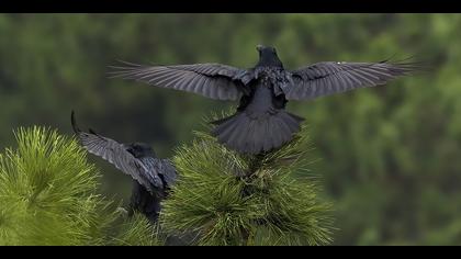 Kuzgun » Northern Raven » Corvus corax