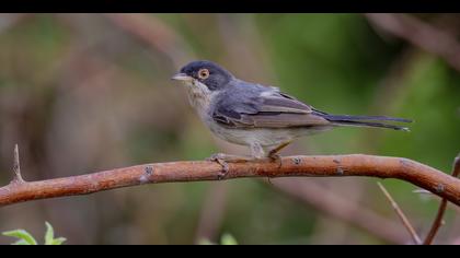 Pembegöğüslü ötleğen » Menetries`s Warbler » Sylvia mystacea