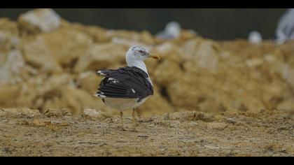 Karasırtlı martı » Lesser Black-backed Gull » Larus fuscus