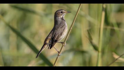 Mavigerdan » Bluethroat » Luscinia svecica