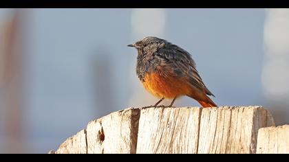 Kara kızılkuyruk » Black Redstart » Phoenicurus ochruros