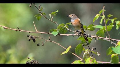 Kızılkuyruk » Common Redstart » Phoenicurus phoenicurus