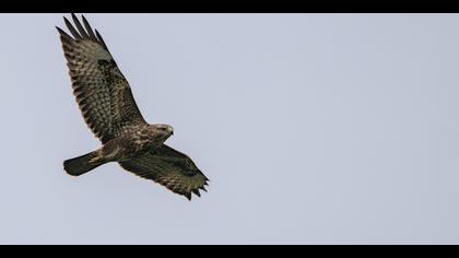 Şahin » Common Buzzard » Buteo buteo