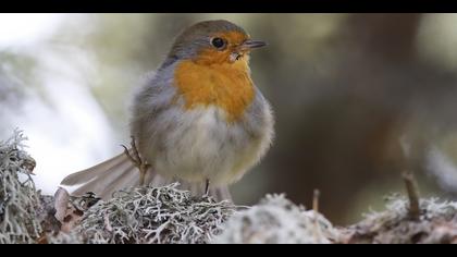 Kızılgerdan » European Robin » Erithacus rubecula